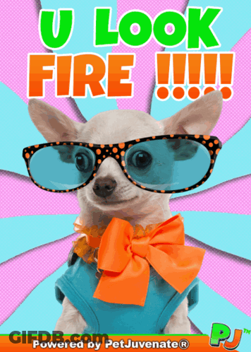 A Picture Of A Chihuahua Wearing Sunglasses And An Orange Bow Tie GIF