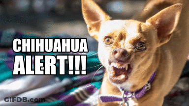 A Picture Of A Chihuahua With The Words Chihuahua Alert !!! Above It GIF