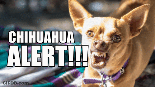 A Picture Of A Chihuahua With The Words Chihuahua Alert Written On It GIF