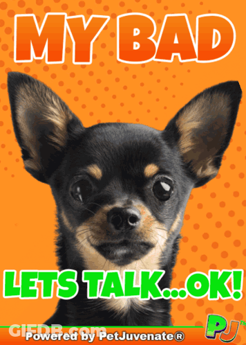 A Picture Of A Chihuahua With The Words My Bad Lets Talk Ok GIF