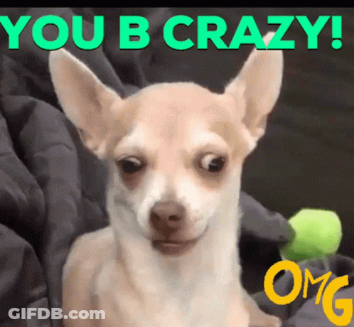A Picture Of A Chihuahua With The Words You B Crazy GIF