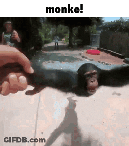 A Picture Of A Chimpanzee Being Held By A Person With The Caption Monke ! GIF