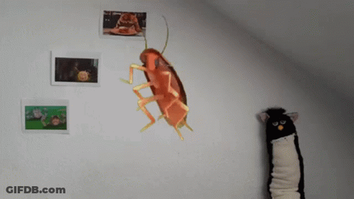A Picture Of A Cockroach On A Wall Next To A Stuffed Cat GIF