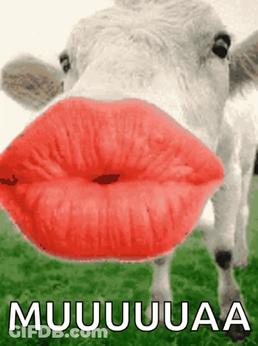 A Picture Of A Cow With Red Lips And The Words Muuuuuuuaa On The Bottom GIF