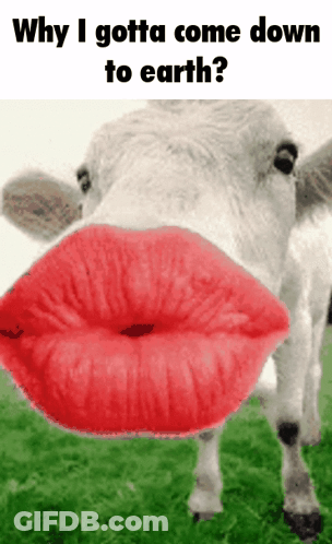 A Picture Of A Cow With Red Lips And The Words " Why I Gotta Come Down To Earth " GIF