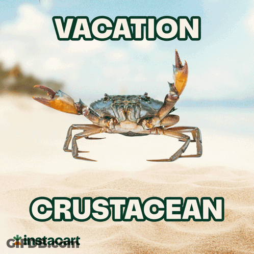 A Picture Of A Crab On A Beach With The Words Vacation And Crustacean Below It GIF