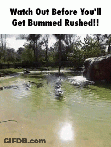 A Picture Of A Crocodile Swimming In A Pond With The Caption Watch Out Before You 'Ll Get Bummed Rushed GIF