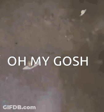 A Picture Of A Crown With The Words Oh My Gosh On It GIF