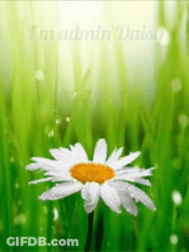 A Picture Of A Daisy In The Grass With The Words I 'M Admin Daisy GIF