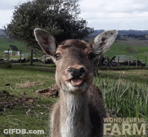A Picture Of A Deer With A Wonderful Farm Logo In The Background GIF