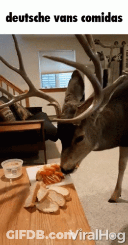 A Picture Of A Deer With Antlers Eating Bread With The Caption Deutsche Vans Comidas GIF