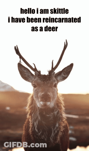 A Picture Of A Deer With The Words " Hello I Am Skittle I Have Been Reincarnated As A Deer " Above It GIF