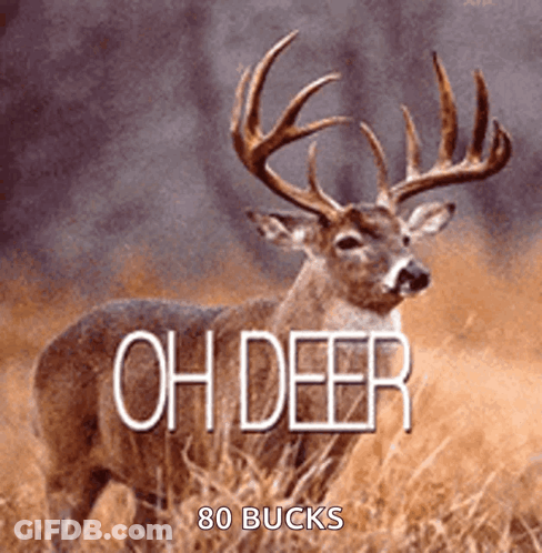 A Picture Of A Deer With The Words Oh Deer 80 Bucks GIF