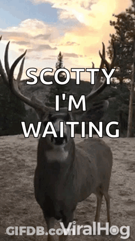 A Picture Of A Deer With The Words Scotty I 'M Waiting Written On It . GIF