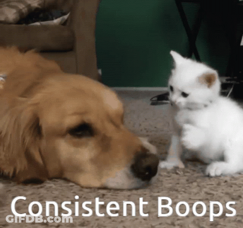 A Picture Of A Dog And A Kitten With Consistent Boops Written On The Bottom GIF