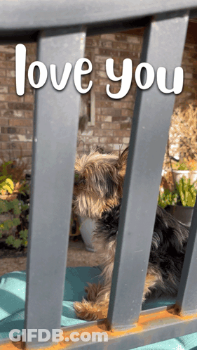 A Picture Of A Dog Behind A Railing That Says I Love You GIF