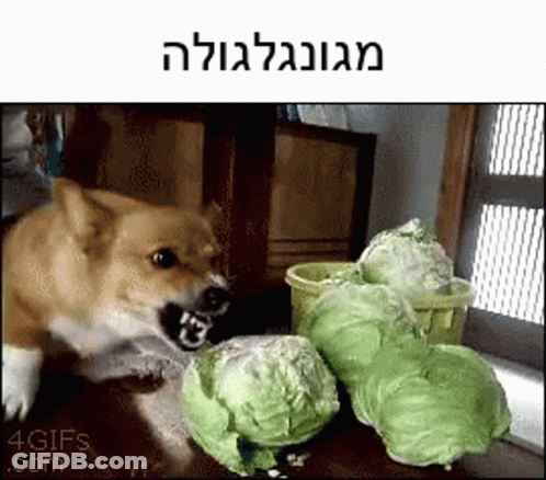 A Picture Of A Dog Eating Cabbage With A Caption That Says " 4Gifs.com " GIF