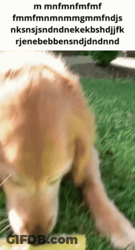 A Picture Of A Dog Eating Grass With A Caption That Says ' M Mnfmnfmfmf ' On It GIF