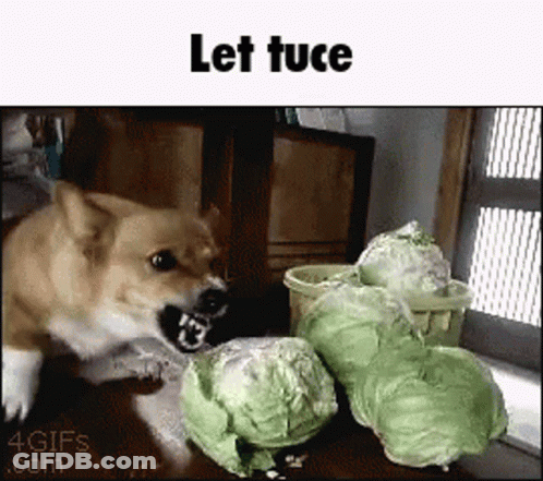 A Picture Of A Dog Eating Lettuce With The Caption Lettuce GIF