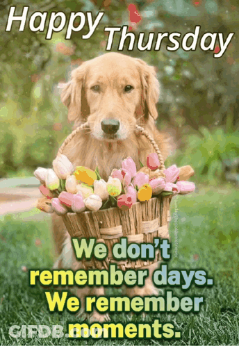 A Picture Of A Dog Holding A Basket Of Flowers With The Caption Happy Thursday GIF