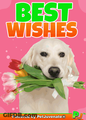 A Picture Of A Dog Holding A Bouquet Of Flowers With The Words Best Wishes Above It GIF