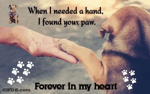 A Picture Of A Dog Holding A Person 'S Hand With A Caption That Says " Forever In My Heart " GIF