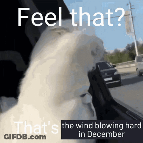 A Picture Of A Dog In A Car With A Caption That Says Feel That That 'S The Wind Blowing Hard In December GIF
