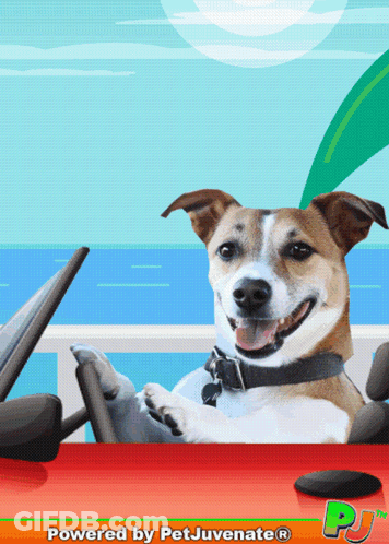 A Picture Of A Dog In A Car With The Words Powered By Petjuvenate Written Below It GIF