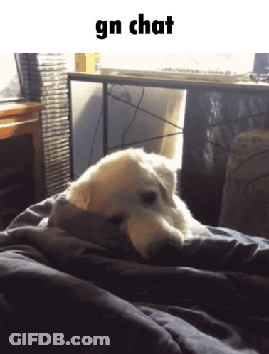 A Picture Of A Dog Laying On A Bed With The Words Gn Chat Below It GIF