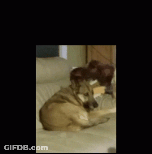 A Picture Of A Dog Laying On A Couch With The Words Spinning Dog Above It GIF