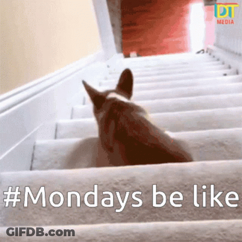 A Picture Of A Dog On A Set Of Stairs With The Caption Monday 'S Be Like GIF