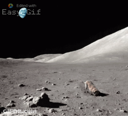 A Picture Of A Dog On The Moon Is Edited With Easygif GIF