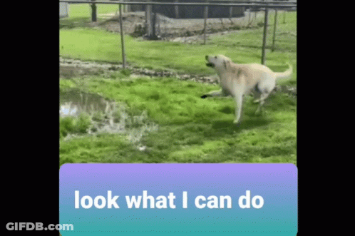 A Picture Of A Dog Running In A Field With The Words Look What I Can Do Below It GIF
