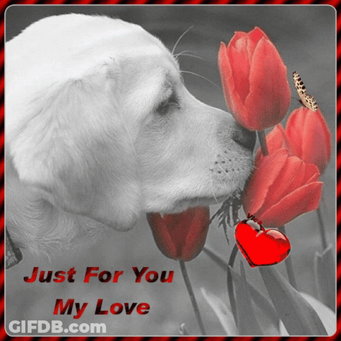A Picture Of A Dog Smelling A Flower With The Words Just For You My Love GIF