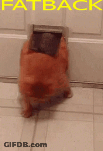 A Picture Of A Dog That Says Fat Back GIF