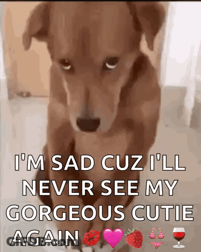 A Picture Of A Dog That Says I 'M Sad Cuz I 'Ll Never See My Gorgeous Cutie GIF