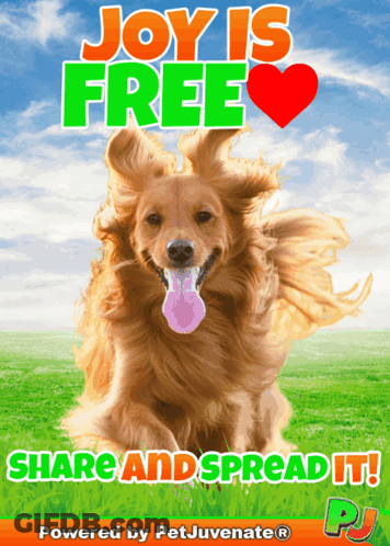A Picture Of A Dog That Says Joy Is Free Share And Spread It GIF