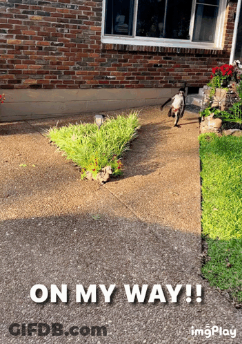 A Picture Of A Dog Walking Down A Sidewalk With The Words On My Way GIF