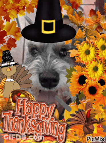 A Picture Of A Dog Wearing A Pilgrim Hat With The Words Happy Thanksgiving Written Below It GIF