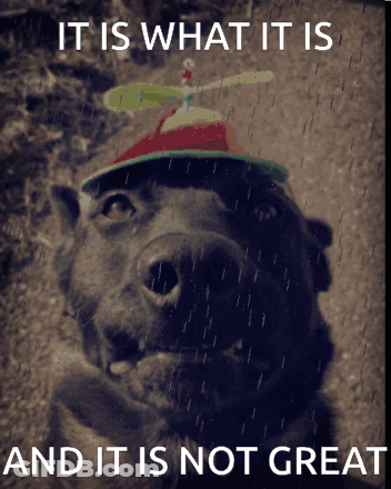 A Picture Of A Dog Wearing A Propeller Hat With The Words It Is What It Is And It Is Not Great Below It GIF
