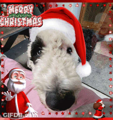 A Picture Of A Dog Wearing A Santa Hat With Merry Christmas Written On It GIF