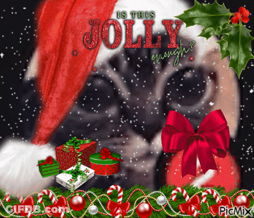 A Picture Of A Dog Wearing A Santa Hat With The Words Is This Jolly Enough On It GIF