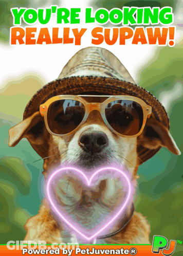 A Picture Of A Dog Wearing Sunglasses And A Hat Says You 'Re Looking Really Supaw GIF