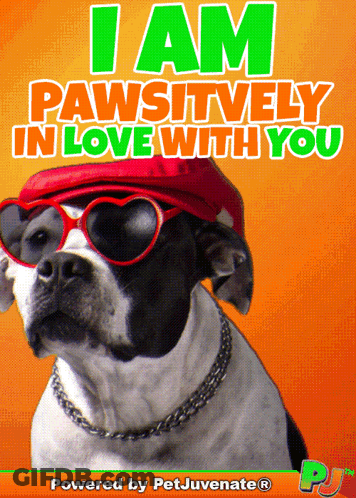 A Picture Of A Dog Wearing Sunglasses And A Hat That Says " I Am Pawsitively In Love With You " GIF