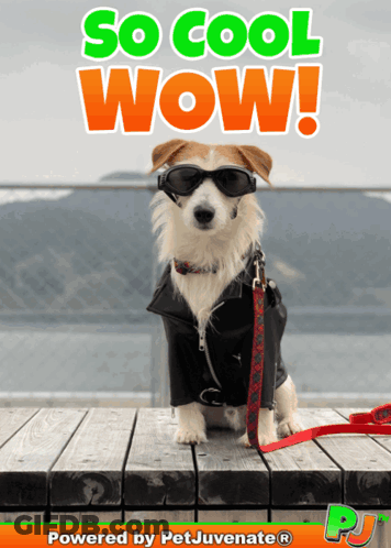 A Picture Of A Dog Wearing Sunglasses And A Jacket With The Words So Cool Wow Behind It GIF