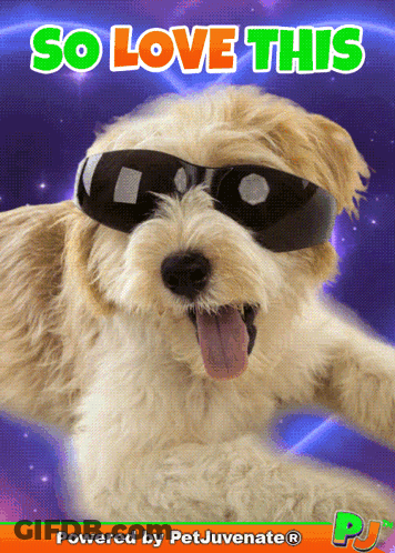 A Picture Of A Dog Wearing Sunglasses And The Words So Love This GIF