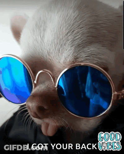 A Picture Of A Dog Wearing Sunglasses That Says I Got Your Back GIF