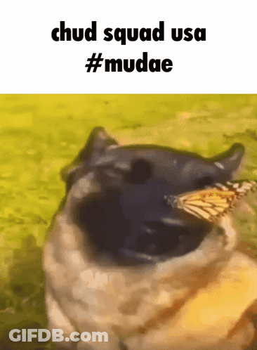 A Picture Of A Dog With A Butterfly In Its Mouth That Says Chud Squad Usa #Mudae GIF