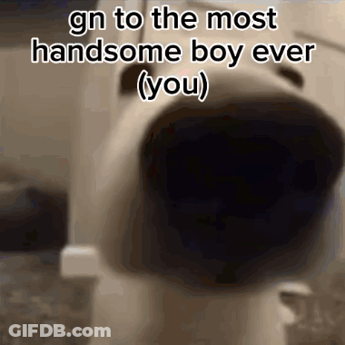 A Picture Of A Dog With A Caption That Says Gn To The Most Handsome Boy Ever ( You ) . GIF