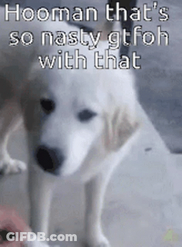 A Picture Of A Dog With A Caption That Says Hooman That 'S So Nasty Gtfoh With That GIF